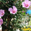 화성무궁화 이미지