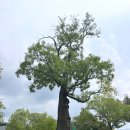 해미읍성 | 서산 여행 가볼만한 곳 추천 :) 너무 좋았던 해미읍성 방문 후기