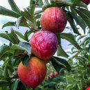 장대서원 이미지