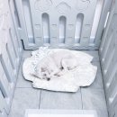 베베호텔 유치원 & 애견스파 이미지