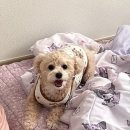 해맑은 꼬마김밥 | 이또한 지나가리라