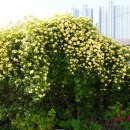 고요한 아침 이미지