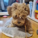 하트동물메디컬센터 | 강아지 슬개골탈구 수술비용. 발치 유치 덧니 왜 빼나했네.