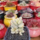 연화농장 이미지