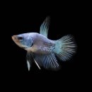 마블피시 이미지