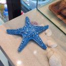 더 해움 | 수족관이 있는 여주아울렛 카페 카페해움 닥터피쉬체험 후기