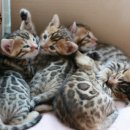 미파캐터리 이미지