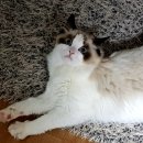 랙돌캐터리올리비아 이미지