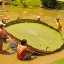 함양상림 빅토리아 아마조니카(Victoria amazonica)연꽃 이미지