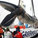 20톤무게의 거대 긴수염고래....ㄷㄷㄷㄷ 이미지