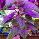 월영농장 이미지