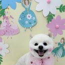 차차펫살롱 이미지