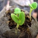 새싹의 아침 이미지