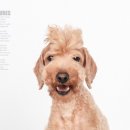 덕수네애견 이미지