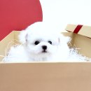 요미 티스토리