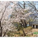 화원동산 Daum카페