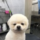충남애견미용학원