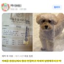 보람그루밍 | 예쁘기 위한 미용이 아닌 건강을 위한 미용, 강아지 그루밍이 필요한 이유!