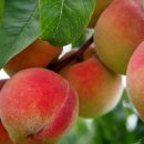 청도농장 이미지