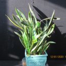 Sanseveria. 이미지