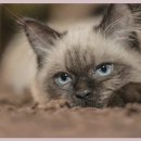 계양동물병원 이미지