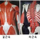 요가와근력운동 이미지