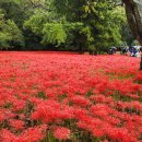 선운사꽃무릇 | 붉게 물든 가을, 고창 선운사 꽃무릇축제 현장 후기