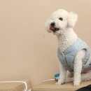 분당밝은아이동물병원 이미지