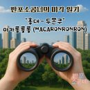 "홍대-두쫀쿠"마카롱롱롱(MACARONRONRON)