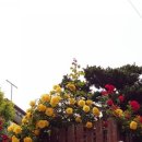 담장예쁜집 이미지