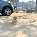 컴투펫 강아지분양 고양이분양 인천본점 | 인천강아지분양 알아보다가 선택한 컴투펫 인천점, 규모와 신뢰가 확실했습니다