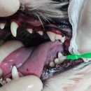 김s 동물병원 이미지