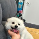 강성호 반려견 스쿨 이미지