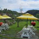 사과창꼬