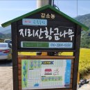 지리산황금나무 이미지