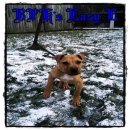 Awesome kennel Daum카페