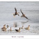 백조 이미지