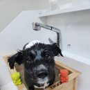 다솜애견미용실 이미지