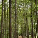 아름다운 숲길 화장실 | 영덕 가볼만한 곳 벌영리 메타세콰이어 숲길 후기 주차장 화장실