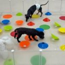 마마스미독펜트하우스 광주애견유치원&애견호텔 본점 이미지