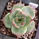 쁘띠베라 이미지