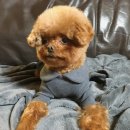 윤스강아지 이미지