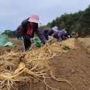 풍기인삼홍삼상점가 이미지