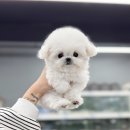 딜라잇독 앤 캣 강아지고양이 분양 시흥 | 미니비숑 분양 후기 1.3kg으로 성장한 우리의 뚠뚠이(샤넬이) *ˊᵕˋ‬