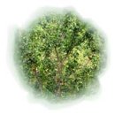 매실나무 정보(매실에 대해서~) 이미지