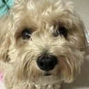 황언니 펫살롱 이미지