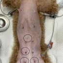 위더스동물의료센터 이미지