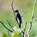 소청도의 검은할미새사촌(Black-winged Cuckooshrike) 이미지