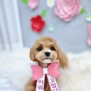 그녀의펫살롱 이미지