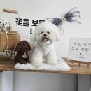 평생 사랑해 줄 개 애견펜션1 이미지